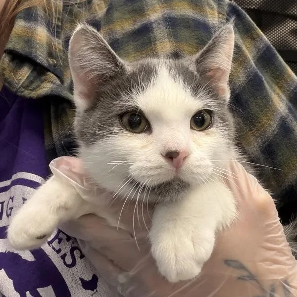 A baby small-sized male Domestic Short Hair cat named Gt for adoption in Des Moines, IA