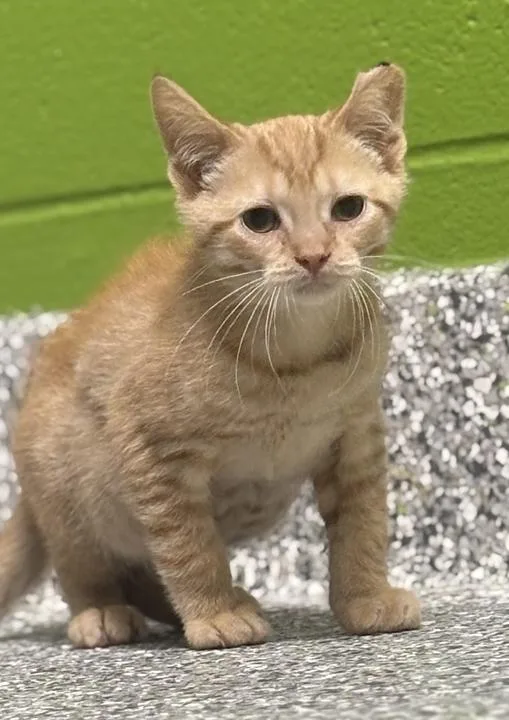 A baby medium-sized male Domestic Short Hair cat named Fanta for adoption in Jackson, MI