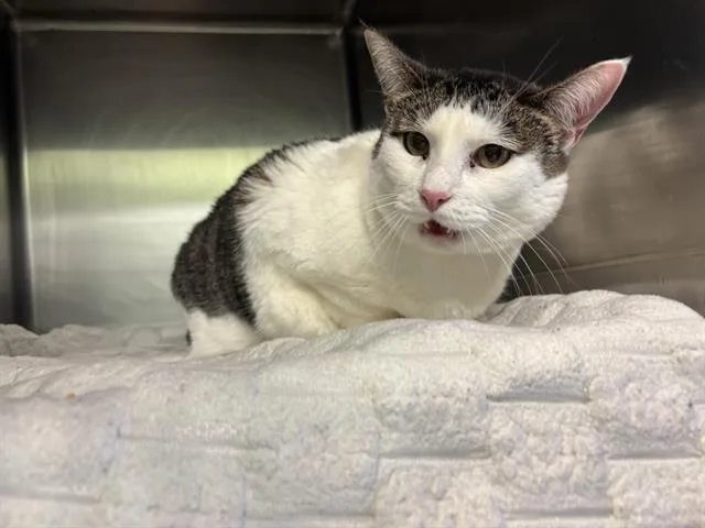 A young large-sized female Domestic Short Hair cat named Ariana for adoption in Grand Prairie, TX
