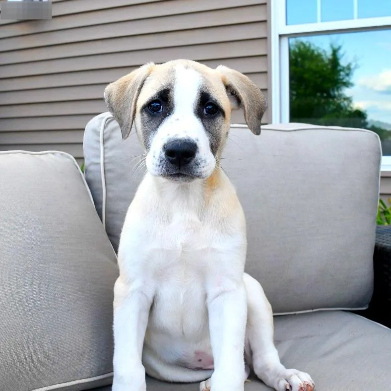 A baby large-sized female Anatolian Shepherd dog named Liberty for adoption in Crystal, MN