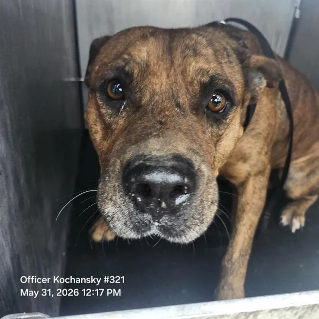 An adult medium-sized male Terrier dog named Temple for adoption in San Antonio, TX