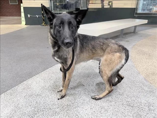 An adult large-sized female Belgian Shepherd / Malinois dog named Daisy for adoption in Los Angeles, CA