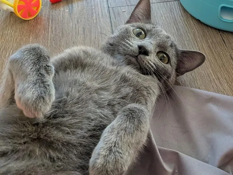 A young medium-sized female Russian Blue cat named Persephone for adoption in Calimesa, CA