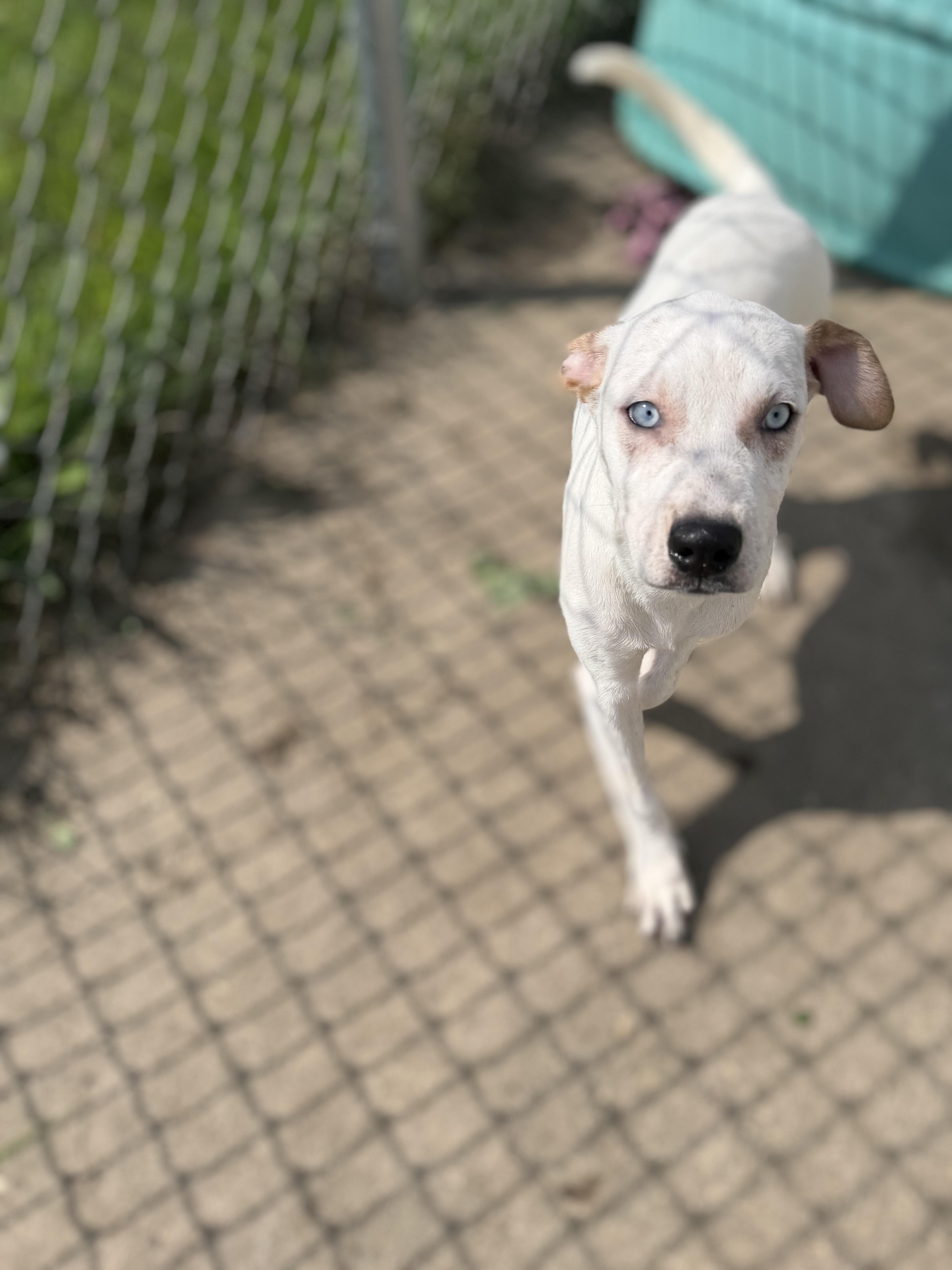 A baby medium-sized female White / Cream Boxer dog named Penny for adoption in Dodgeville, WI