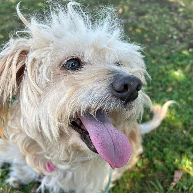 An adult small-sized male Australian Terrier dog named Miller for adoption in Alameda, CA