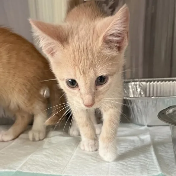 A baby small-sized male Buff / Tan / Fawn Domestic Short Hair cat named Butter for adoption in Tulsa, OK