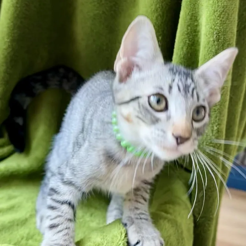 A baby small-sized male Gray / Blue / Silver Domestic Short Hair cat named Slade for adoption in Santa Fe, TX