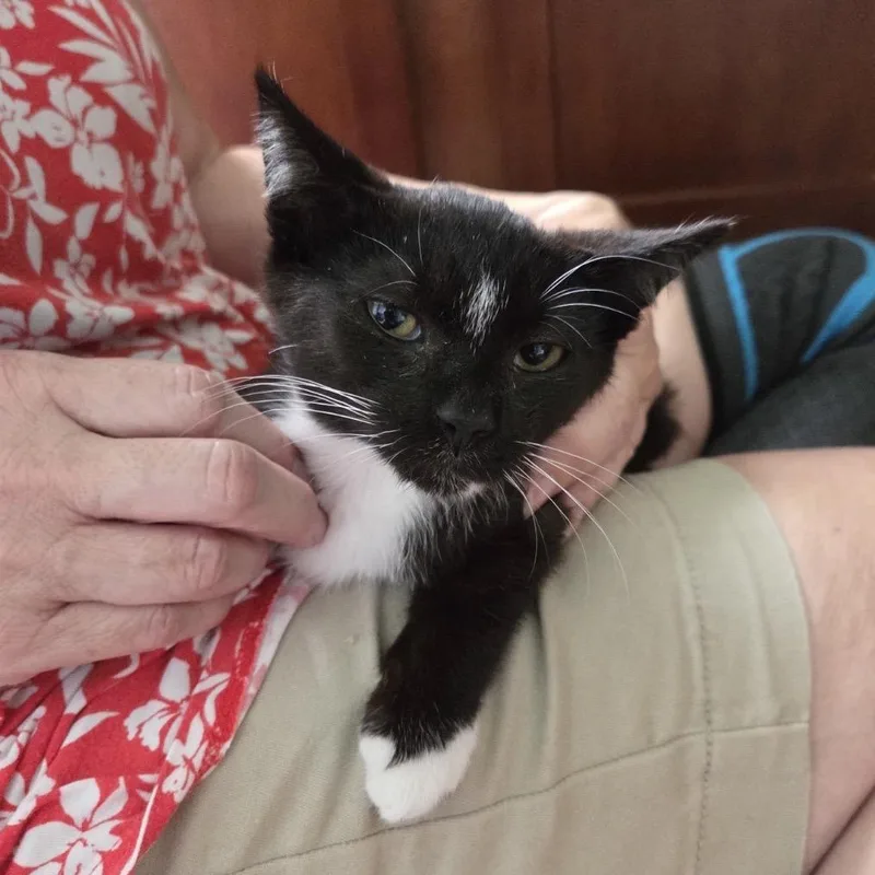 A baby small-sized male American Shorthair cat named Jagger for adoption in Mocksville, NC