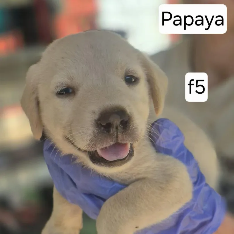 A baby small-sized female Yellow / Tan / Blond / Fawn Yellow Labrador Retriever dog named Papaya for adoption in Dover, AR