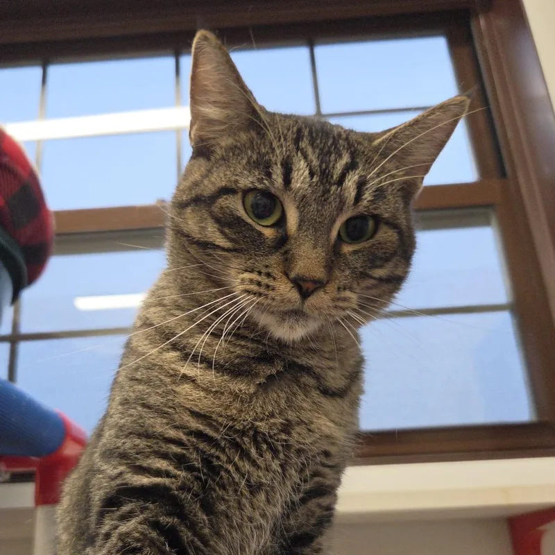 A young medium-sized female Gray / Blue / Silver Domestic Short Hair cat named Sophia for adoption in Rock Falls, IL