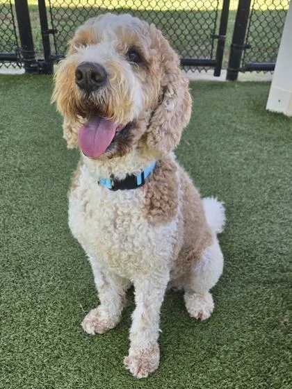 Auggie