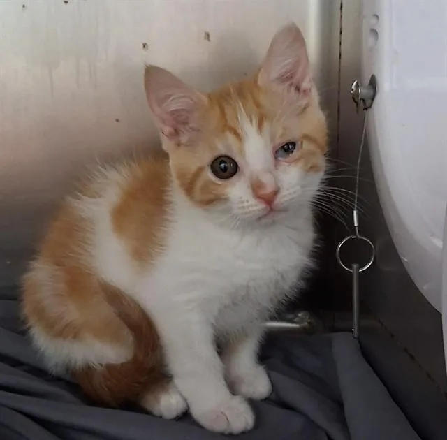 A baby small-sized male Domestic Short Hair cat named Renji for adoption in Fort Walton Beach, FL