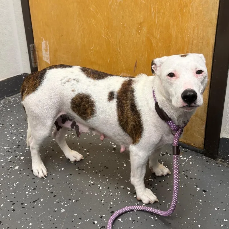 An adult medium-sized female White / Cream Mixed Breed dog named Pinky Winky for adoption in Columbiana, AL