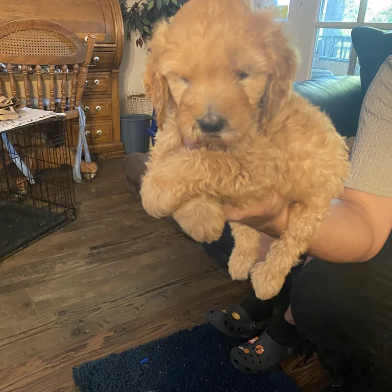 A baby medium-sized female Golden Goldendoodle dog named Molly for adoption in Moreno Valley, CA