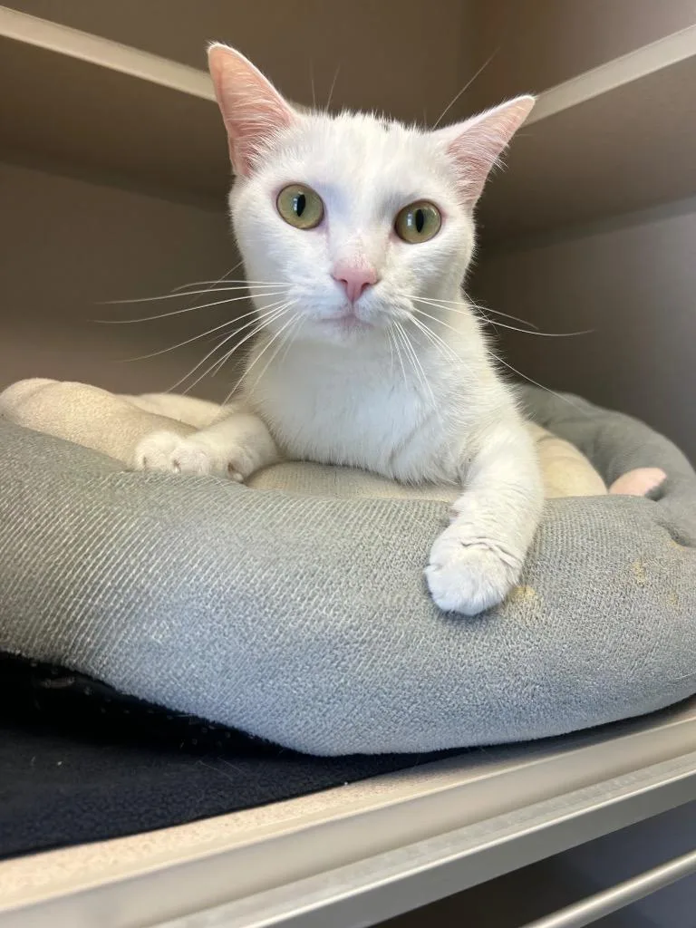A young medium-sized female Domestic Short Hair cat named Princess for adoption in Morgantown, KY