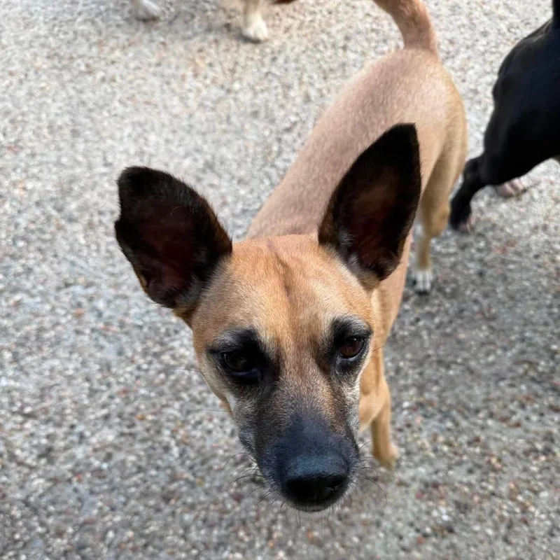 An adult medium-sized female Yellow / Tan / Blond / Fawn Terrier dog named Bella for adoption in Weatherford, TX