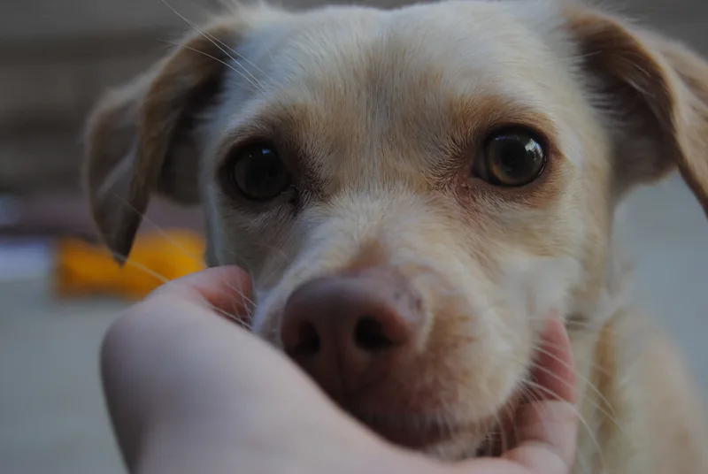 An adult small-sized female White / Cream Corgi dog named Annie for adoption in Phoenix, AZ