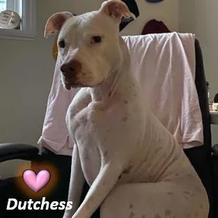 Dutchess