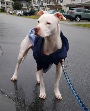 Dutchess thumbnail 2