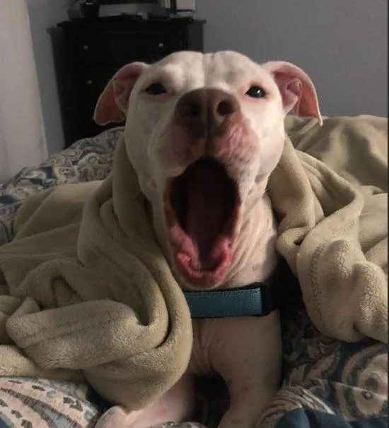 Dutchess thumbnail 3