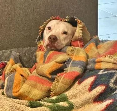 Dutchess thumbnail 4