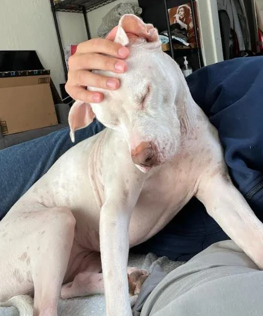 Dutchess thumbnail 5