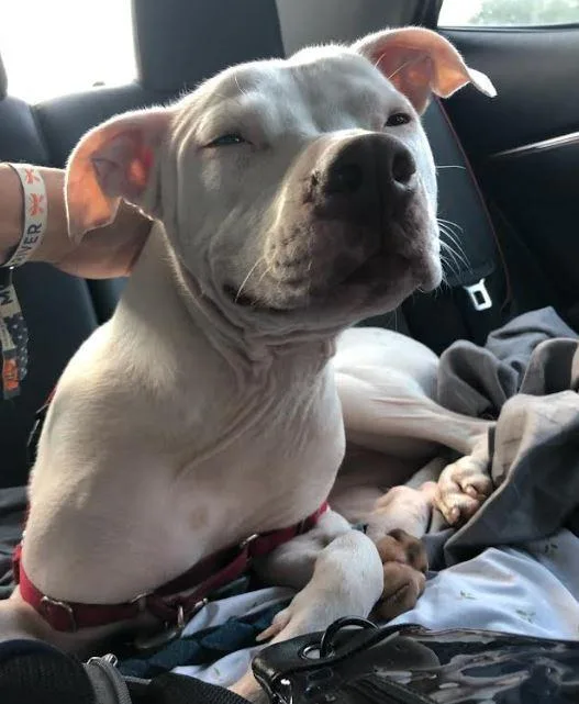 Dutchess thumbnail 6