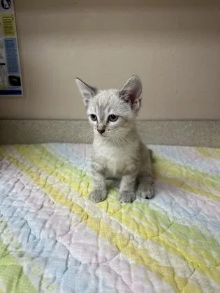 A young small-sized female Domestic Short Hair cat named Daenerys for adoption in Phoenix, AZ