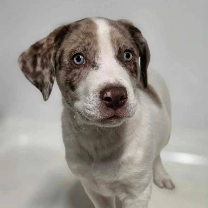 A baby medium-sized male White / Cream Mixed Breed dog named Penfield for adoption in BONIFAY, FL