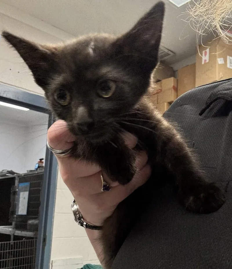 A baby small-sized male Domestic Short Hair cat named Gordo for adoption in Warrenton, NC