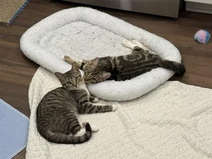 A baby small-sized female Domestic Short Hair cat named Margot Fonteyn for adoption in Fairfax, VA