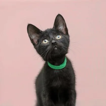 A baby small-sized male Domestic Short Hair cat named Scott for adoption in Parma, OH