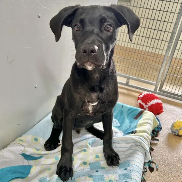 A baby large-sized male Labrador Retriever dog named Kevin for adoption in Dublin, CA