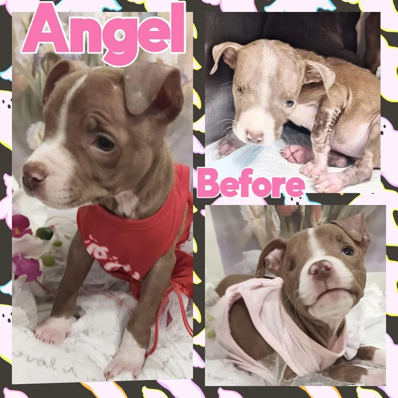 Angelic Aka Angel thumbnail 2