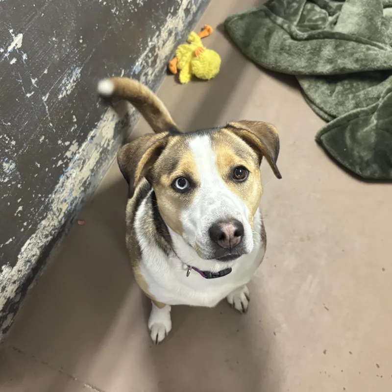 An adult medium-sized female Tricolor (Brown, Black, & White) Mixed Breed dog named Adele for adoption in Jamestown, ND