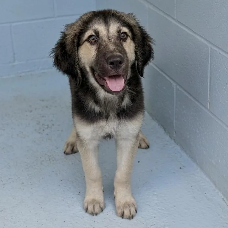 A baby small-sized male Black Shepherd dog named Mario for adoption in Austin, TX