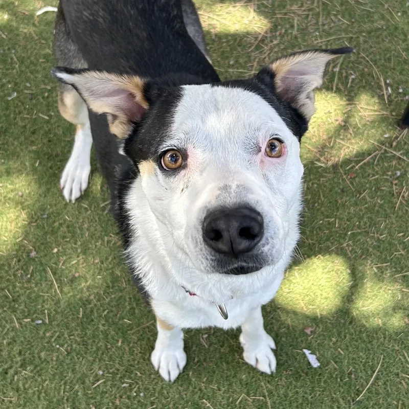 A young small-sized male Black Mixed Breed dog named Scram Butler Campus for adoption in Flagstaff, AZ