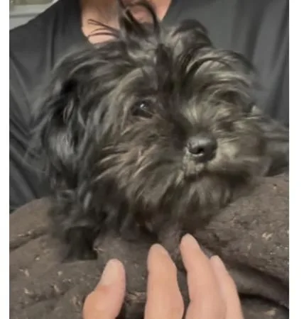 A baby small-sized female Shih Tzu dog named Squash for adoption in Copiague, NY