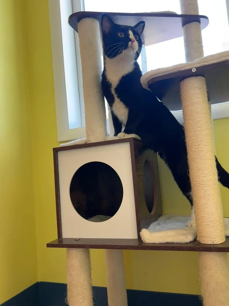 An adult large-sized male Black & White / Tuxedo Domestic Short Hair cat named Ace Ventura for adoption in Milton, MA