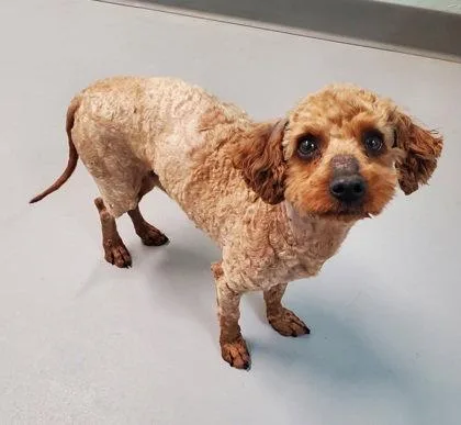 An adult small-sized male Poodle dog named Gus for adoption in Lake City, MI