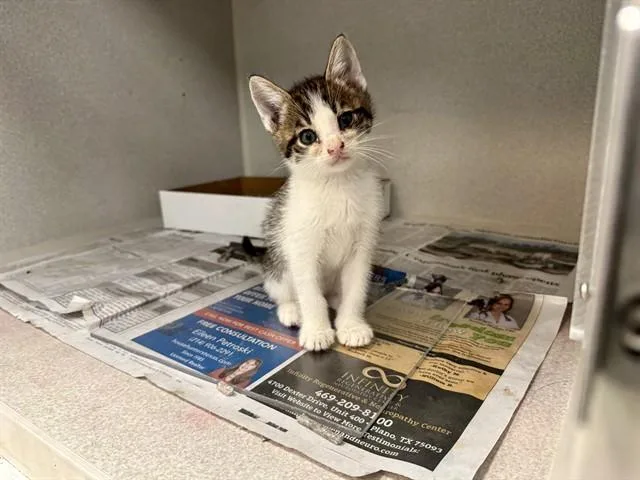 A baby medium-sized female Domestic Short Hair cat named Jane for adoption in Dallas, TX