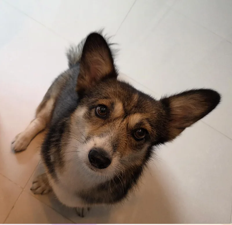 A young small-sized female Pembroke Welsh Corgi dog named Dana for adoption in DANVERS, MA