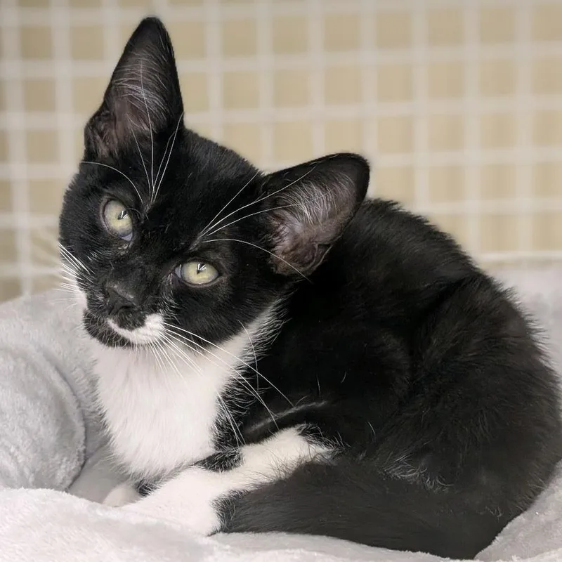 A baby small-sized male Black Domestic Short Hair cat named Yukon for adoption in Hamburg, NY