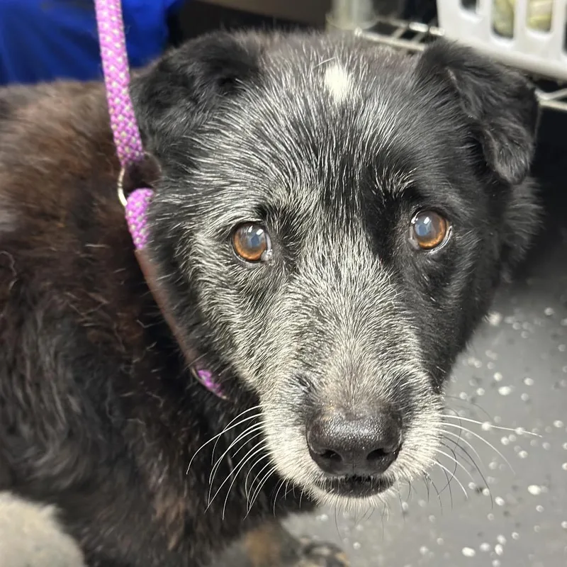 A senior medium-sized male Black Mixed Breed dog named Old Man Jenkins for adoption in Columbiana, AL