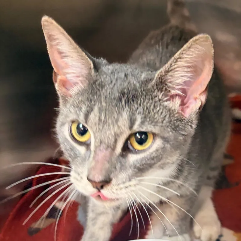 A baby small-sized female Gray / Blue / Silver Domestic Short Hair cat named Corazon for adoption in Newark, NJ