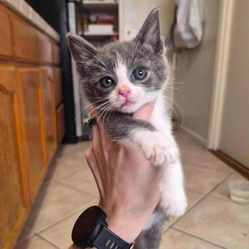 A baby small-sized female Gray / Blue / Silver Domestic Short Hair cat named Pozole for adoption in Los Angeles, CA
