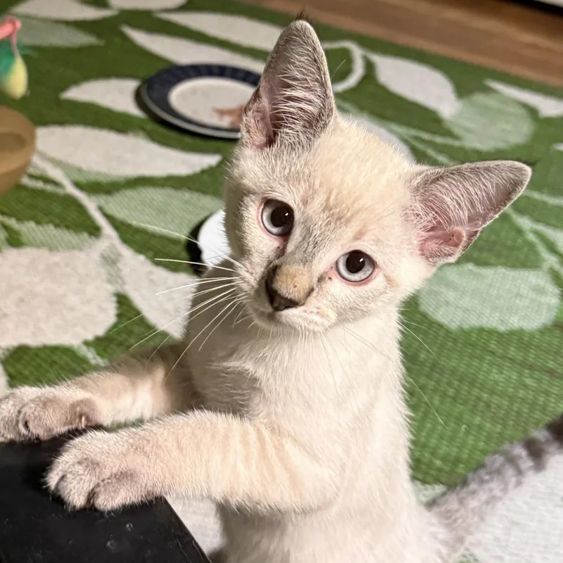 A baby small-sized male White Domestic Short Hair cat named Sunrise for adoption in Long Beach, CA
