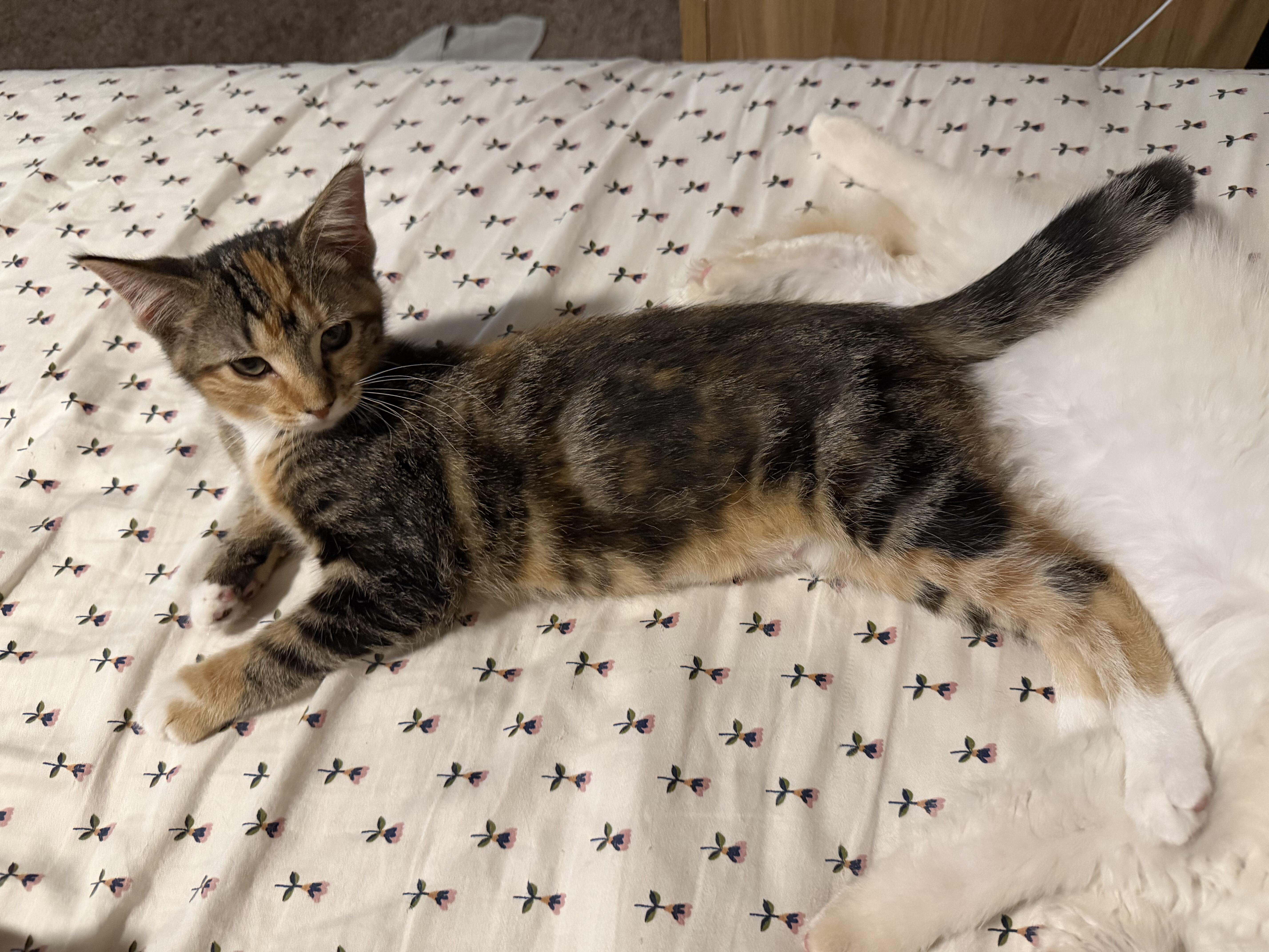 A baby small-sized female Calico Domestic Short Hair cat named Mexia for adoption in Hoyleton, IL