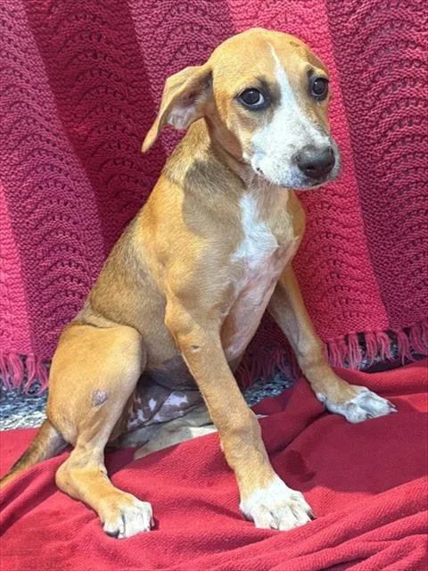 A baby medium-sized female Australian Cattle Dog / Blue Heeler dog named Banana for adoption in Brewster, MA