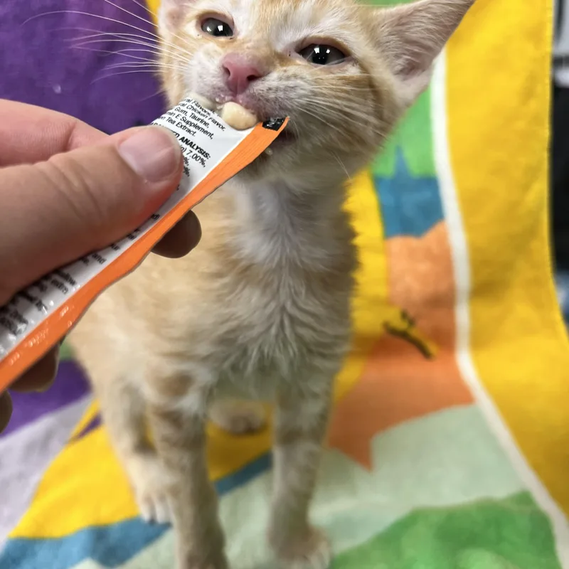 A young medium-sized male Domestic Short Hair cat named Star Lord for adoption in Bear, DE